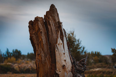 Close-up of tree trunk on field against sky