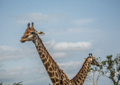 View of giraffe against sky