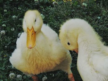 Close-up of a duck