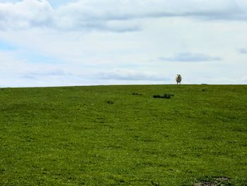 grass