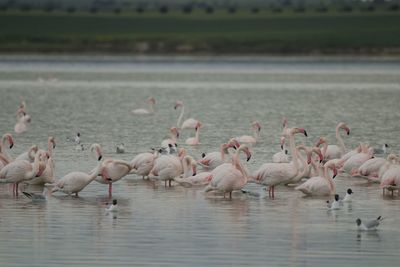 Flamingo birds in salt lake