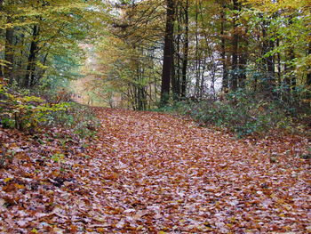 Close-up of autumn leaves