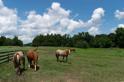 Horses grazing in a field