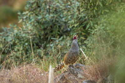 View of bird on field