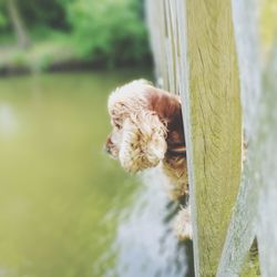 Close-up of dog in water