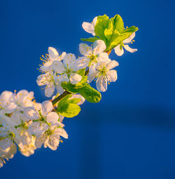 Beautiful white plum tree flowers blossoming during the spring.