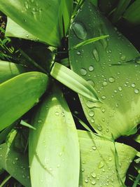 Close-up of wet plant