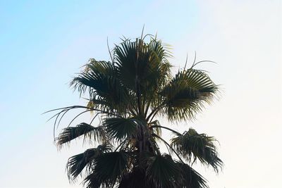 Low angle view of palm tree against clear sky