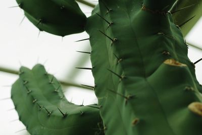 Close-up of lizard on plant