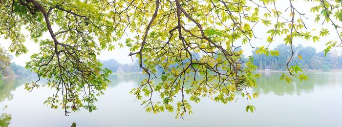 Reflection of trees in lake against sky