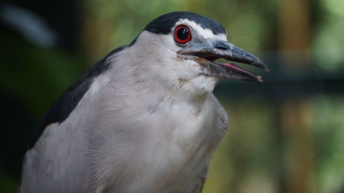 Close-up of a bird