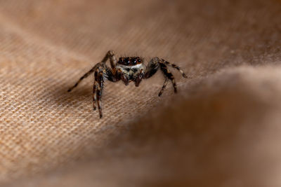 Close-up of spider