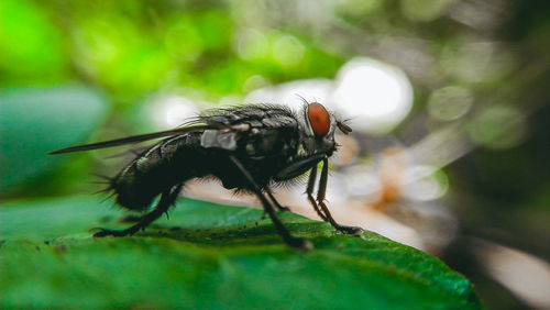 Close-up of fly on leaf