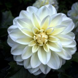 Close-up of white flower blooming outdoors