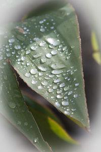 Close-up of water drops on leaf