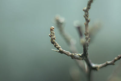 Close-up of dead plant on branch