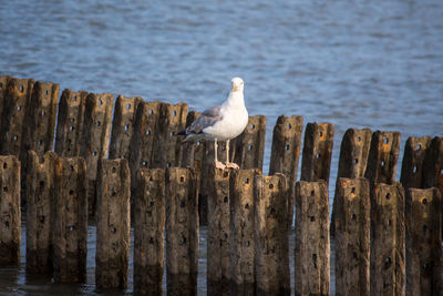 Seagull perching on wooden post
