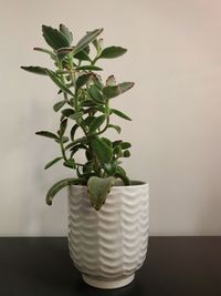 Close-up of potted plant on table against wall