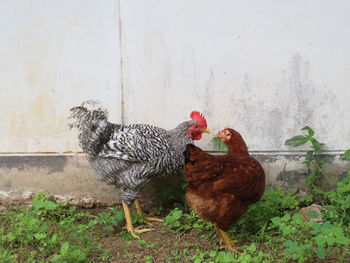 View of birds on ground