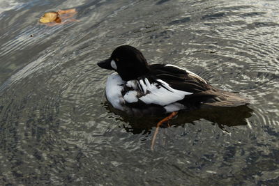 High angle view of duck swimming on lake
