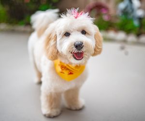 Close-up portrait of a dog