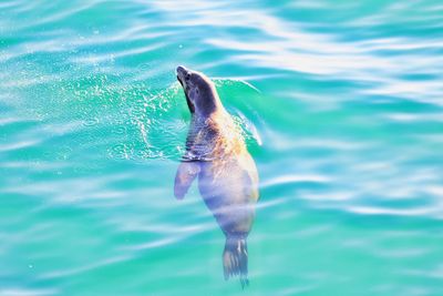 Seal swimming in sea