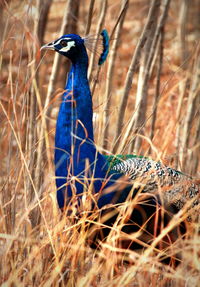 Close-up of peacock perching on branch