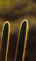 Close-up of a cactus plants at sunset