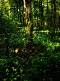 Scenic view of forest