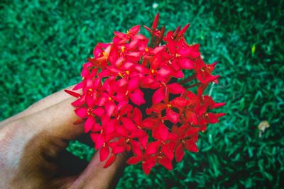 Close-up of hand holding red rose