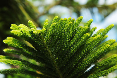 Close-up of fern leaves