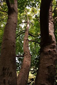 Low angle view of trees in forest