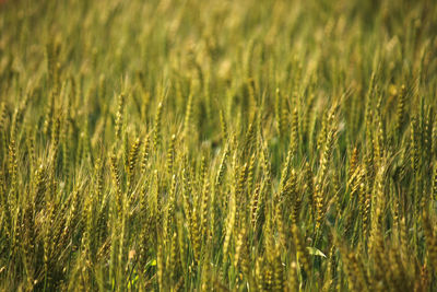 Full frame shot of wheat field