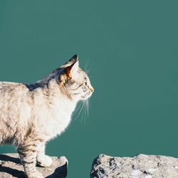 Close-up of cat on rock over sea