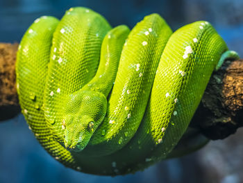 Close-up of green tree python curled on branch