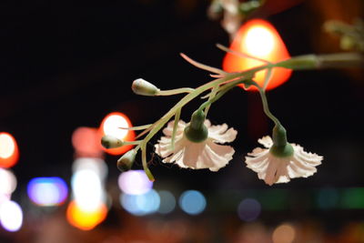 Close-up of illuminated flower at night