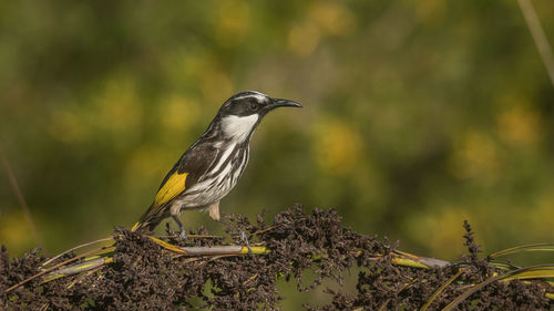 Close-up of bird perching on branch