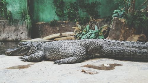 Alligator resting in zoo