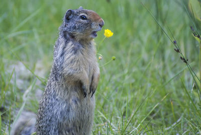 Close-up of an animal on field