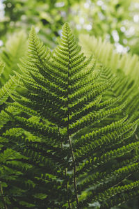 Close-up of fern leaf