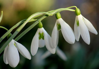 Close-up of white flowers