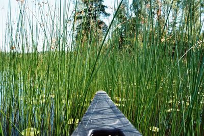 Grass growing on field by lake