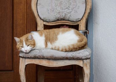 Portrait of a cat sleeping