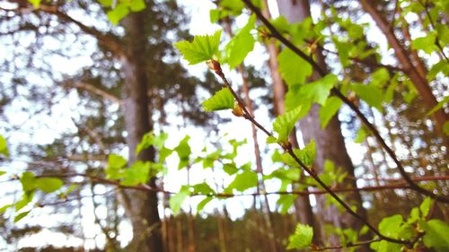 Low angle view of tree