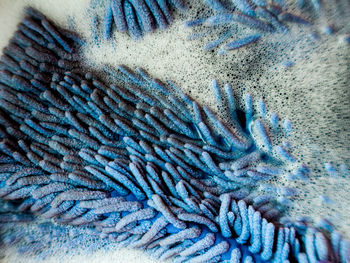 Full frame shot of peacock