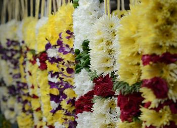 Close-up of colorful flowers