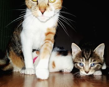 Portrait of cat sitting on kitten