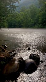 Scenic view of lake in forest