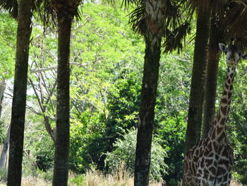 Trees in forest