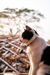 Side view of a dog looking away